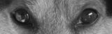dog look, hybrid, dog-7834017.jpg